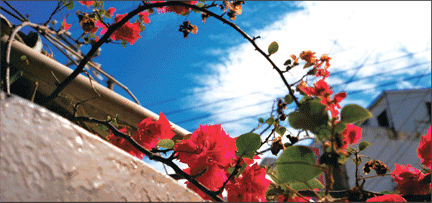 garden.gif